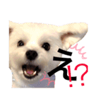 マルコくん！（個別スタンプ：8）