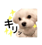 マルコくん！（個別スタンプ：13）