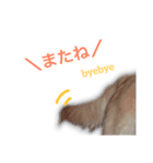 レンぽん（個別スタンプ：8）