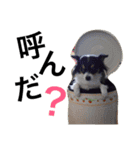 チワワのメイプル 1（個別スタンプ：12）