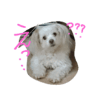 まったりくうちゃん（個別スタンプ：1）