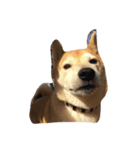 柴犬れんれん(仮)（個別スタンプ：1）