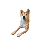柴犬れんれん(仮)（個別スタンプ：2）