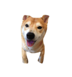 柴犬れんれん(仮)（個別スタンプ：3）