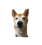 柴犬れんれん(仮)（個別スタンプ：4）