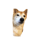 柴犬れんれん(仮)（個別スタンプ：5）