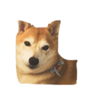 柴犬れんれん(仮)（個別スタンプ：6）