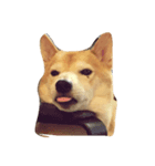柴犬れんれん(仮)（個別スタンプ：7）