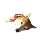 柴犬れんれん(仮)（個別スタンプ：8）