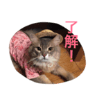 Tsuji Zoo（個別スタンプ：5）