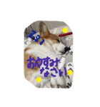 えりー スタンプ（個別スタンプ：11）