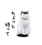 猫のきもち 4（個別スタンプ：7）