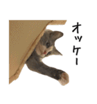 猫のきもち 4（個別スタンプ：11）