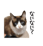 猫のきもち 4（個別スタンプ：13）