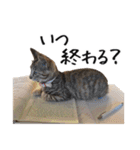 猫のきもち 4（個別スタンプ：15）