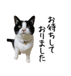 猫のきもち 4（個別スタンプ：17）