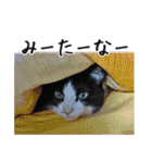 猫のきもち 4（個別スタンプ：21）