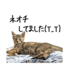 猫のきもち 4（個別スタンプ：30）