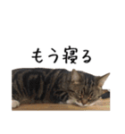 猫のきもち 4（個別スタンプ：32）