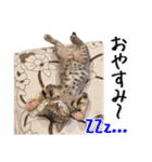 猫のきもち 4（個別スタンプ：35）