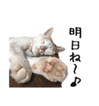 猫のきもち 4（個別スタンプ：39）