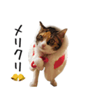 猫のきもち 4（個別スタンプ：40）