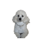 Toy poodle no Pooh（個別スタンプ：1）