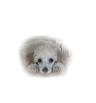 Toy poodle no Pooh（個別スタンプ：2）