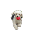 Toy poodle no Pooh（個別スタンプ：3）