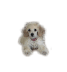 Toy poodle no Pooh（個別スタンプ：4）