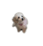 Toy poodle no Pooh（個別スタンプ：5）