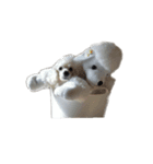 Toy poodle no Pooh（個別スタンプ：6）