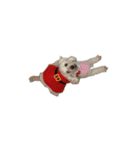 Toy poodle no Pooh（個別スタンプ：7）