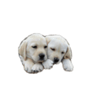 Toy poodle no Pooh（個別スタンプ：8）