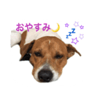 ピットブル似のニックちゃん（個別スタンプ：4）