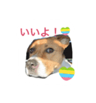 ピットブル似のニックちゃん（個別スタンプ：7）