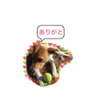 ピットブル似のニックちゃん（個別スタンプ：10）