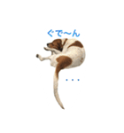 ピットブル似のニックちゃん（個別スタンプ：11）