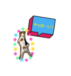 ピットブル似のニックちゃん（個別スタンプ：13）
