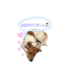 ピットブル似のニックちゃん（個別スタンプ：15）