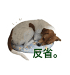 ピットブル似のニックちゃん（個別スタンプ：24）