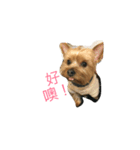 York X hai bao（個別スタンプ：6）