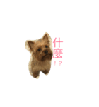 York X hai bao（個別スタンプ：7）