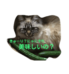 animal Nitijyo（個別スタンプ：1）