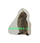 animal Nitijyo（個別スタンプ：2）