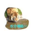 animal Nitijyo（個別スタンプ：4）