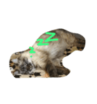 animal Nitijyo（個別スタンプ：8）