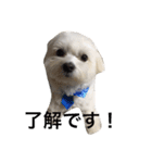 全力犬（個別スタンプ：2）