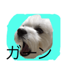 全力犬（個別スタンプ：4）