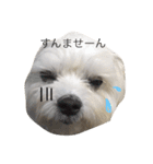 全力犬（個別スタンプ：5）